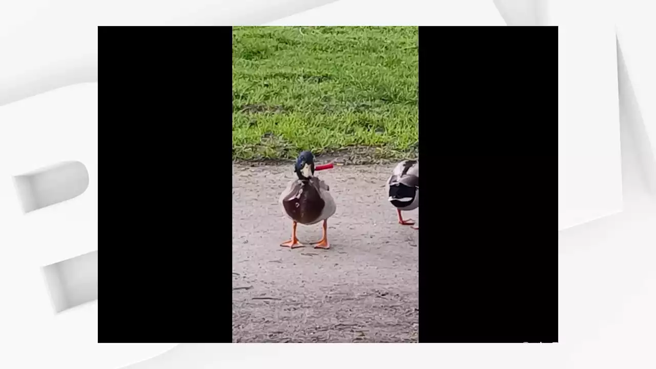 Morbihan: un canard colvert découvert vivant avec un couteau planté dans le cou