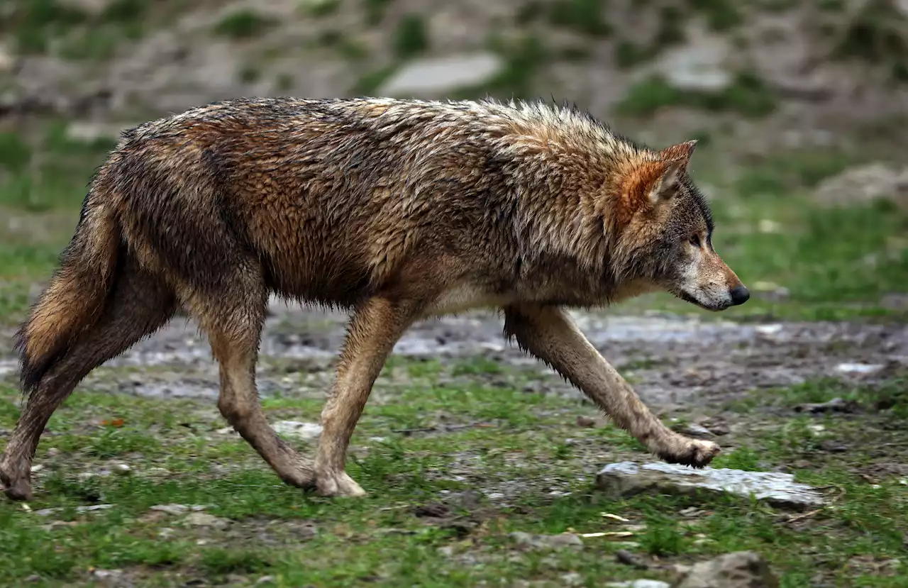 Ökomodellregion Achental will Kompromiss beim Wolf