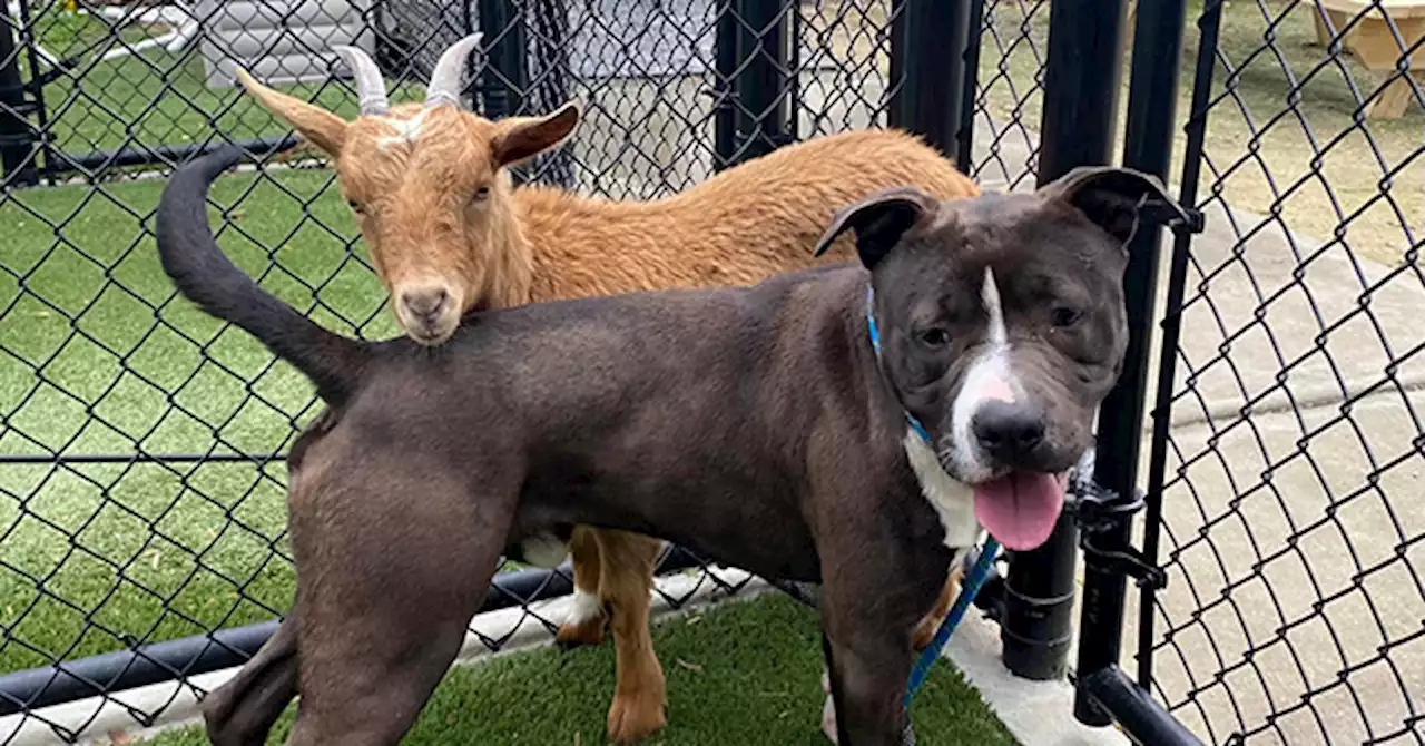 VIDEO: 'Inseparable' Goat and Dog Will Spend Lives Together on Farm