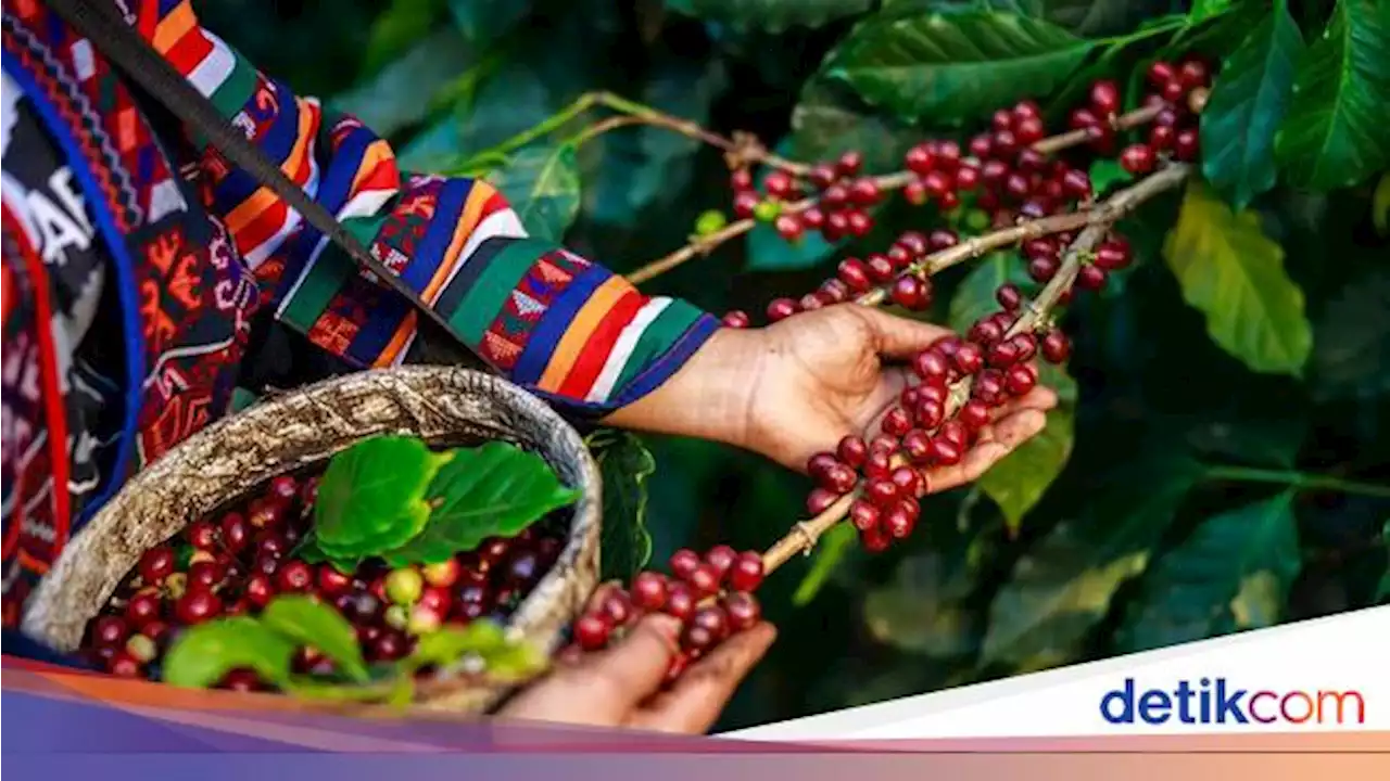 5 Fakta Kopi Ethiopia Yirgacheffe, Salah Satu Terbaik di Dunia