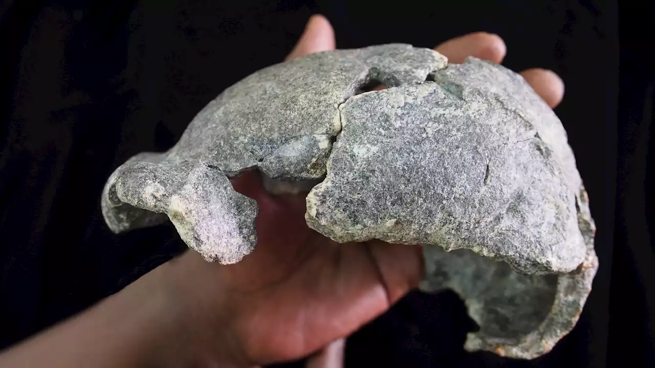 These Skulls From Ancient Humans Might Provide Clues About Early Mating Practices