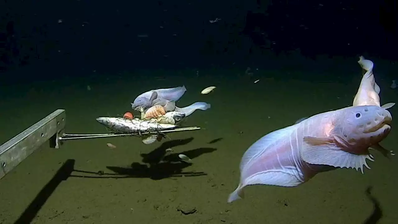 Scientists Capture Deepest-Ever Footage of a Fish