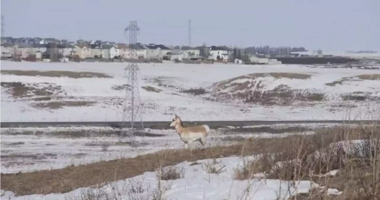 Overpass construction make or break for Calgary to Airdrie park plans: Conservation group - Calgary | Globalnews.ca