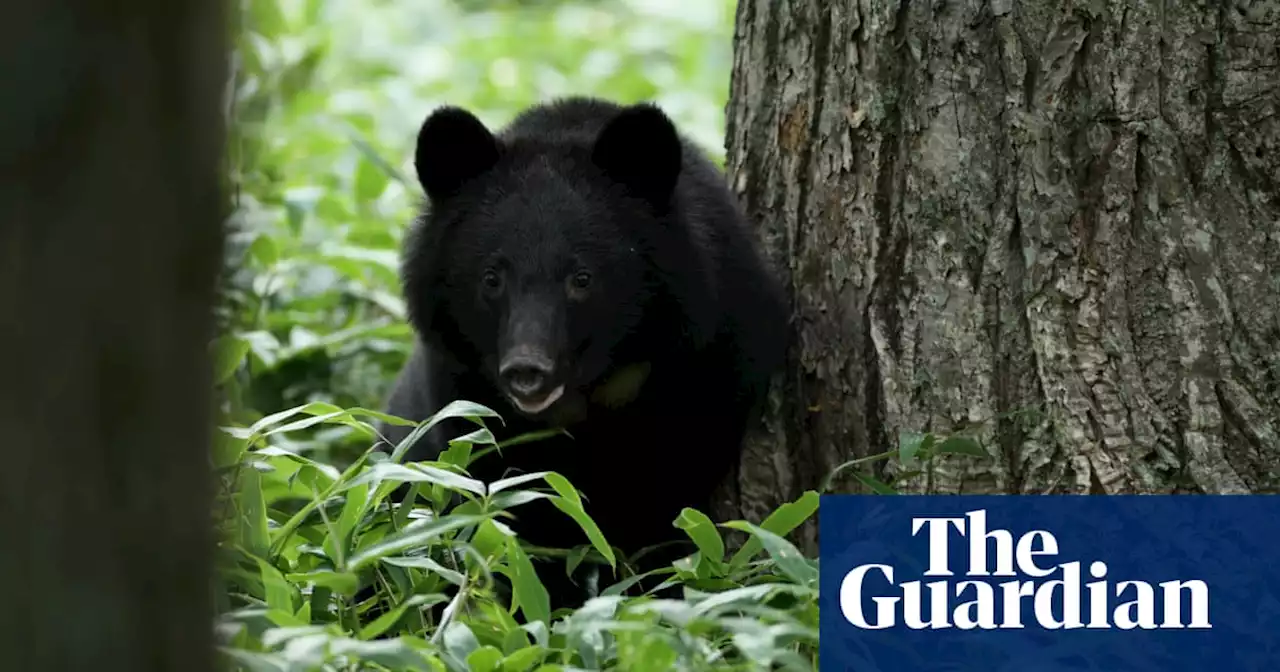 Japan’s bear meat vending machine proves a surprising success