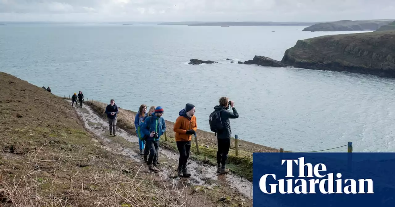 Scores of tourists arrive at Skomer thanks to Attenborough effect