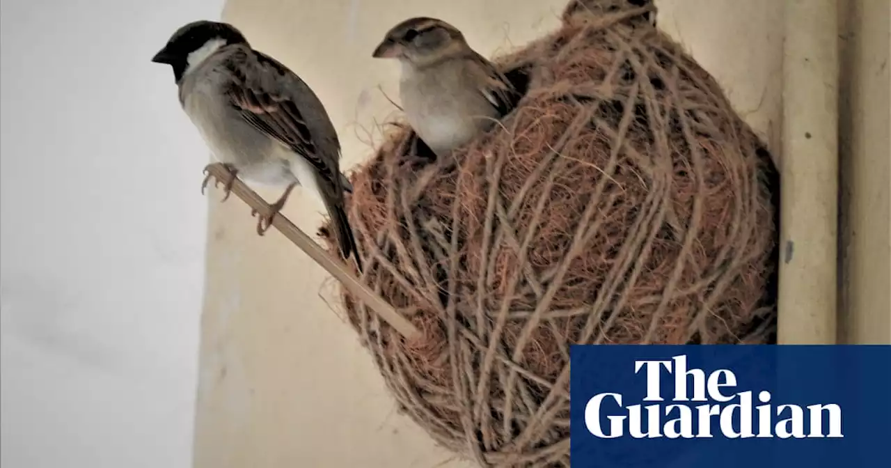 ‘We can’t take their homes’: how the ‘Nest Man of India’ is saving sparrows