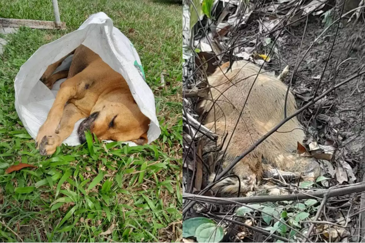 Residents & Feeders Demand Justice For 20+ Dogs Killed In Cruel, Deliberate Poisonings In Penang