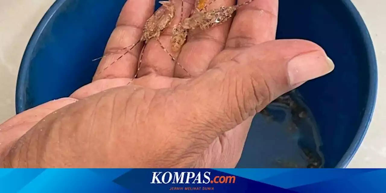 Penyelundupan Baby Lobster Senilai Rp 9 Miliar ke Singapura Digagalkan, Pelaku Kabur Loncat ke Laut