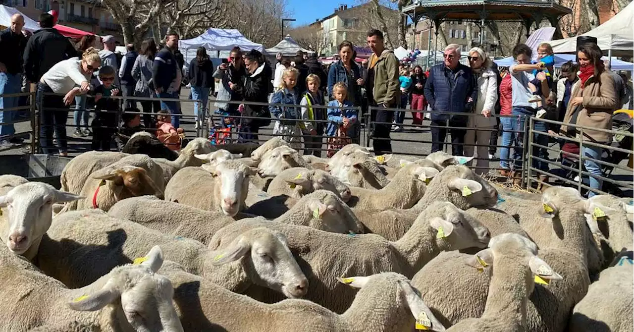 Digne-les-Bains : la fête de l'agneau Pascal souffle sur sa 25e bougie