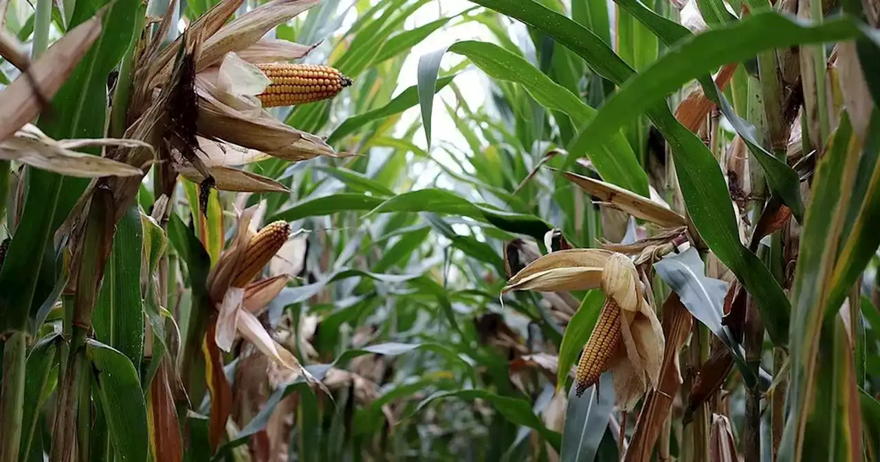 La zona de Río Tercero tendrá la peor cosecha de soja y maíz de los últimos años | Agro | La Voz del Interior