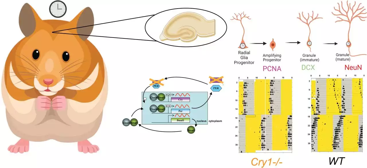 Adult Neurogenesis Is Altered by Circadian Phase Shifts and the Duper Mutation in Female Syrian Hamsters