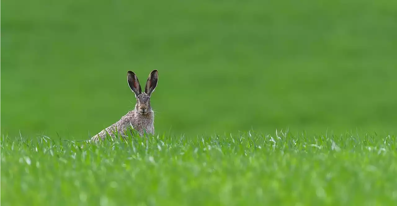 Wie die Natur den Mythos Osterhase erklärt