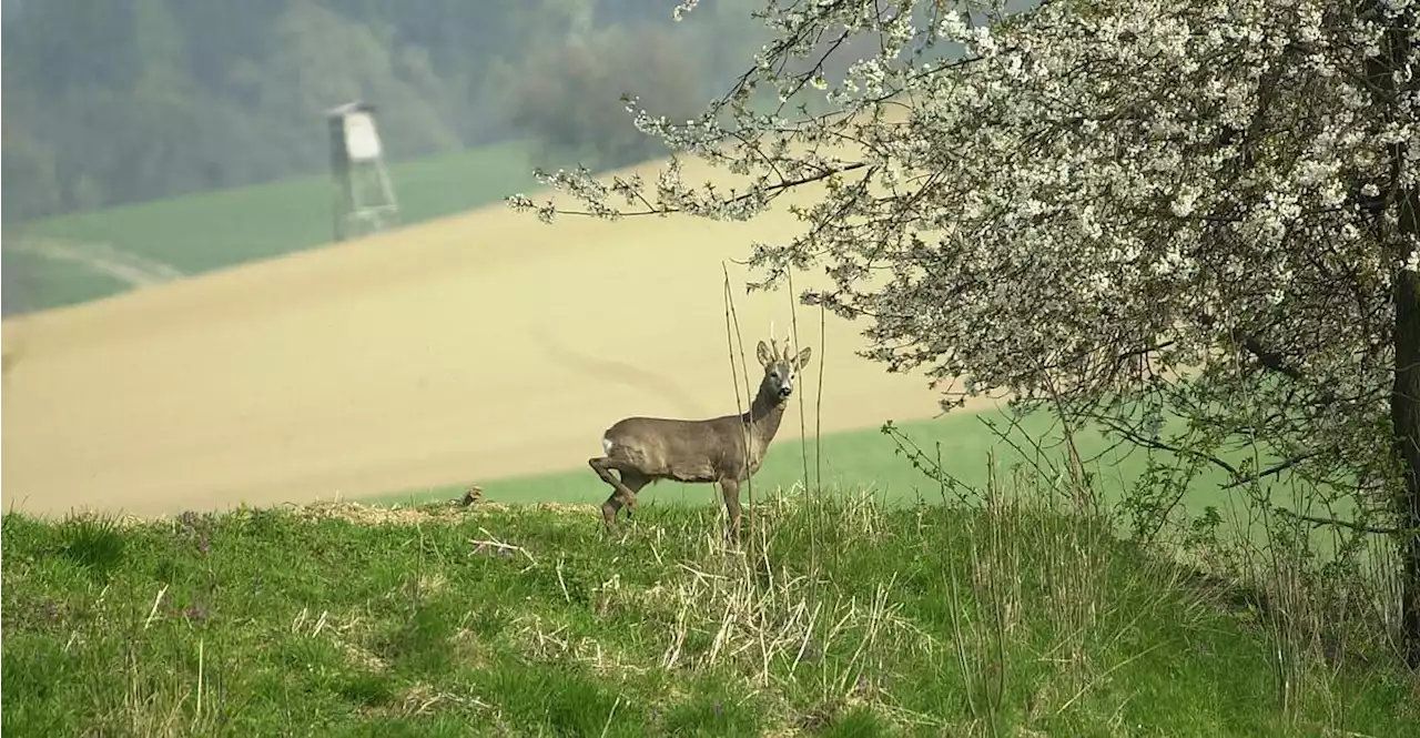 'Wir Jäger können den Wald nicht alleine retten'