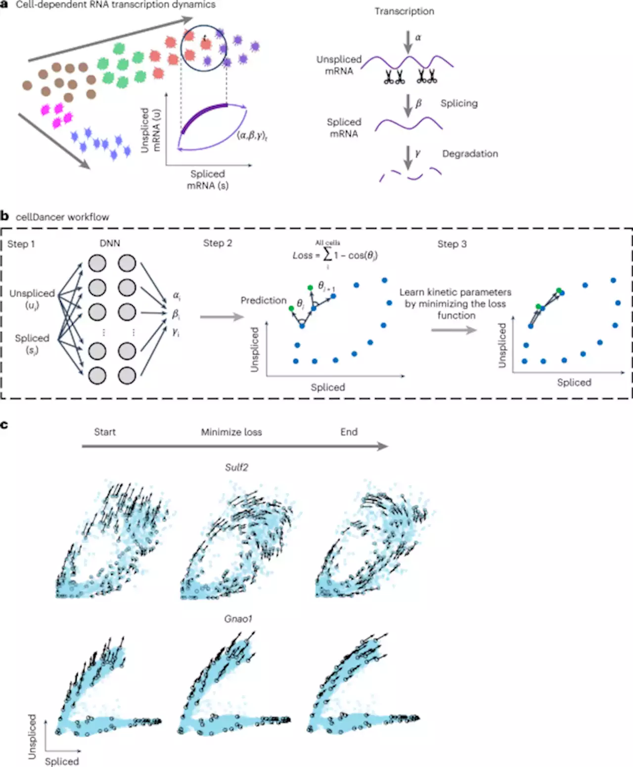 A relay velocity model infers cell-dependent RNA velocity - Nature Biotechnology