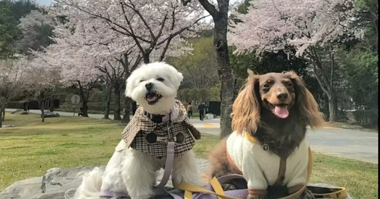 관광공사, 국내 최초 반려동물 친화관광도시로 울산·태안 선정