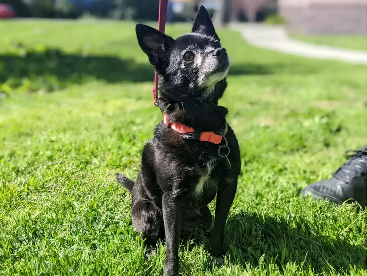 Meet Boyd, Green Bean and other East Bay pets of the week for April 7