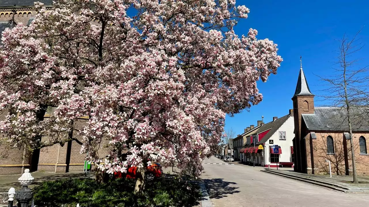 6 meter hoge tulpenboom trekt veel bekijks: 'Hij wordt ieder jaar mooier'