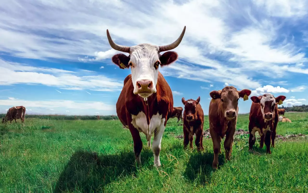 Maine jogger has close encounter with angry cow