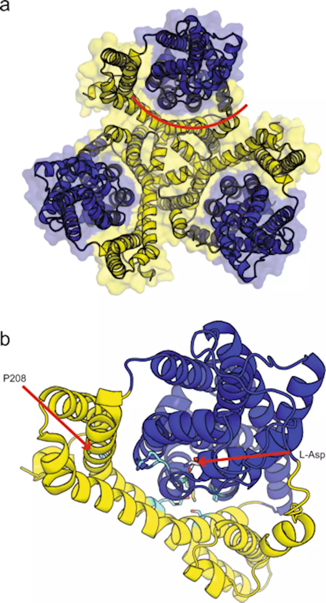 Mutation in glutamate transporter homologue GltTk provides insights into pathologic mechanism of episodic ataxia 6 - Nature Communications