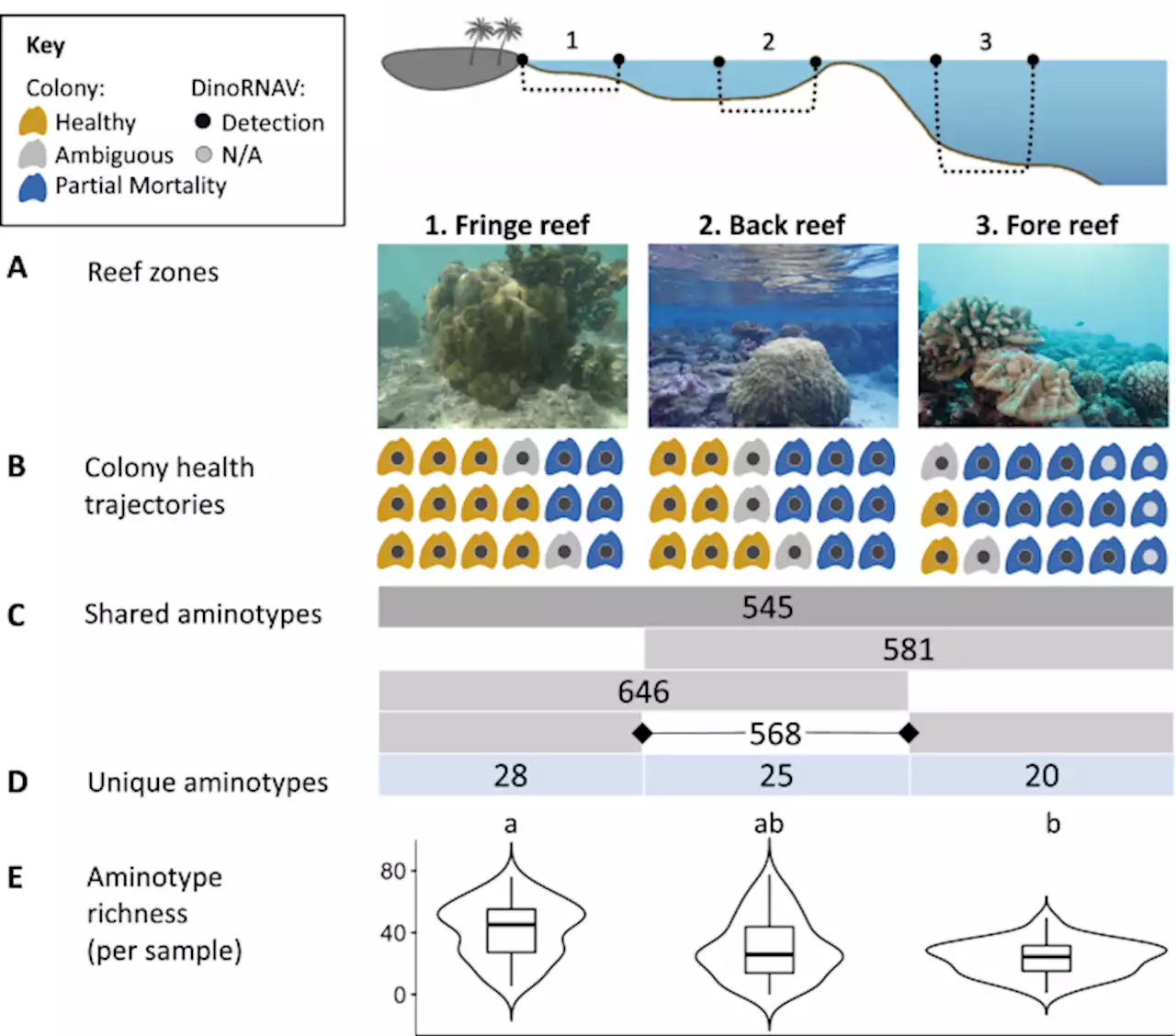 Viruses of a key coral symbiont exhibit temperature-driven productivity across a reefscape - ISME Communications