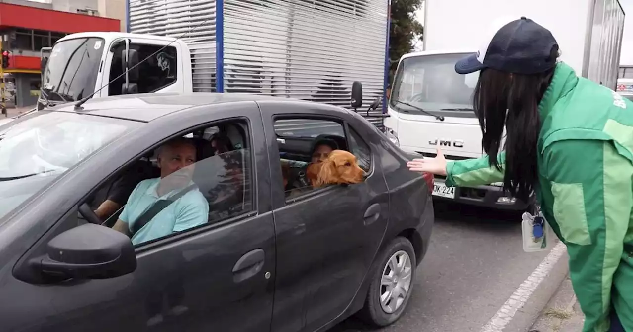 Semana Santa: siga estos consejos si va a viajar con su animal de compañía