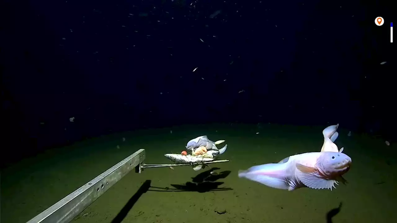 Deepest-ever fish caught and filmed off Japan by scientists