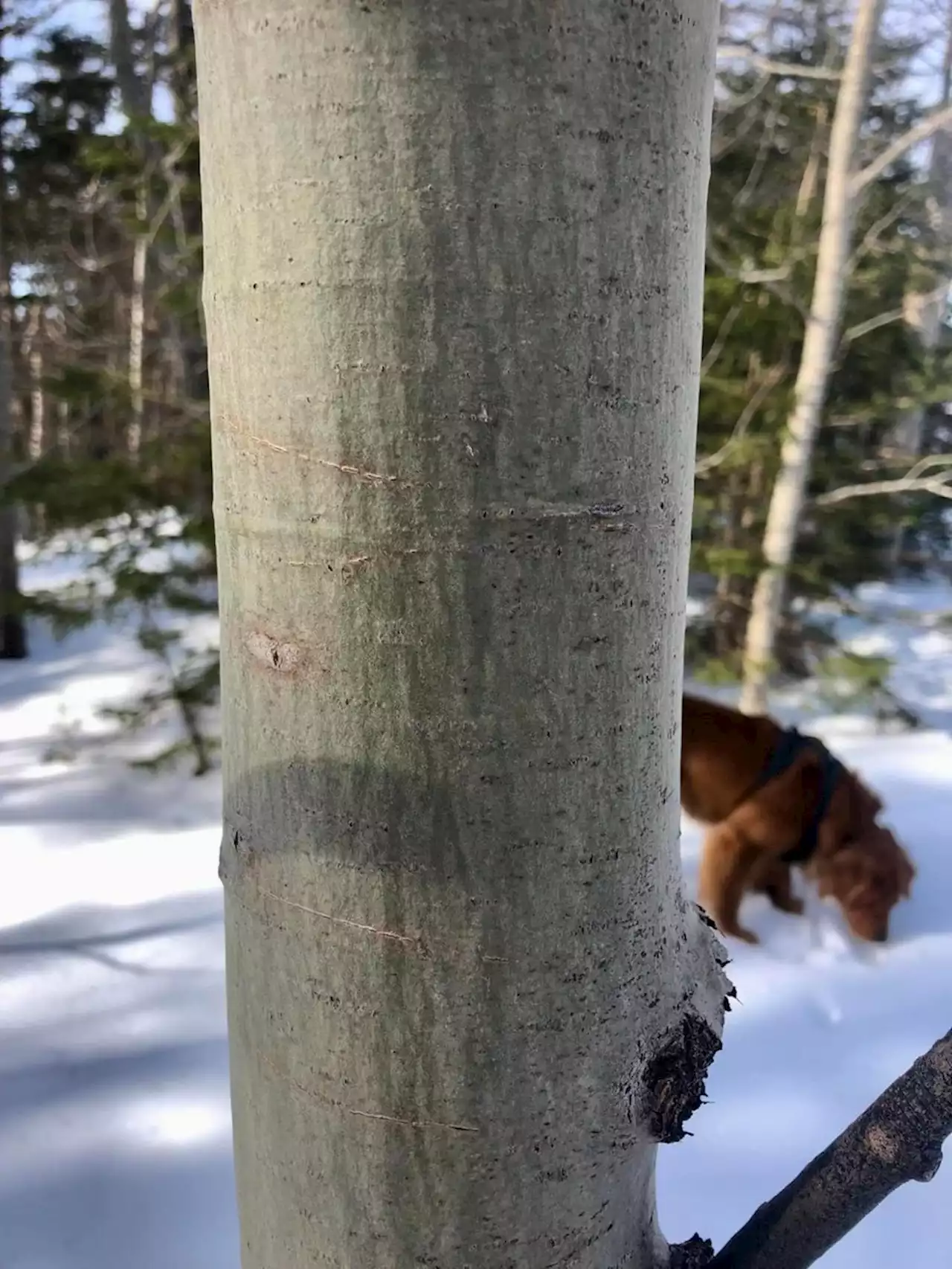 WEATHER PHOTO: Subtle spring appearances on P.E.I. | SaltWire