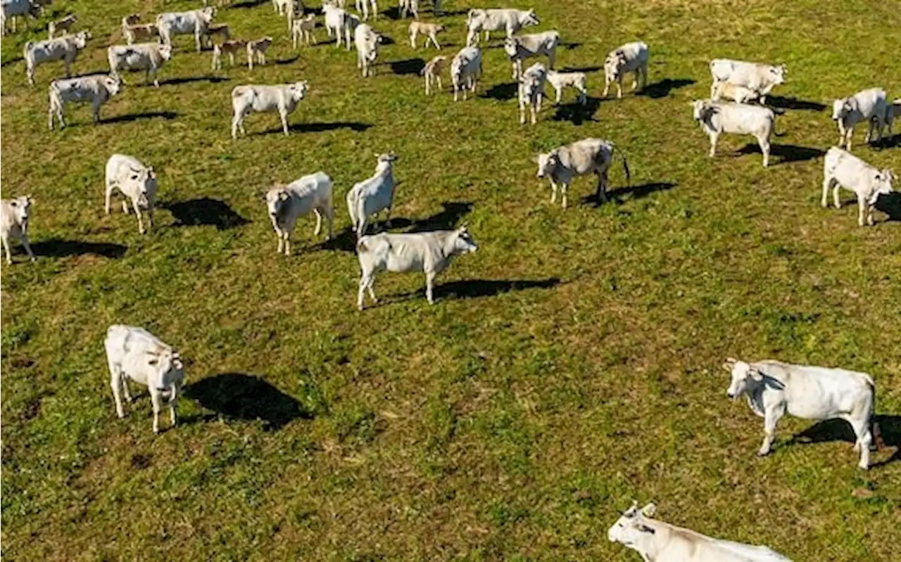 Asiago, 70enne caricato e ferito da mucche di razza chianina chiede 120 mila euro di risarcimento