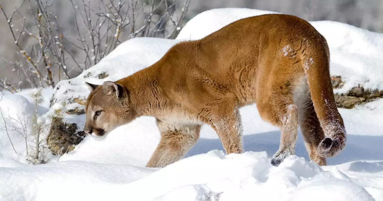 Letter: Underhanded cougar hunting bill undermines public stewardship of our wildlife resources