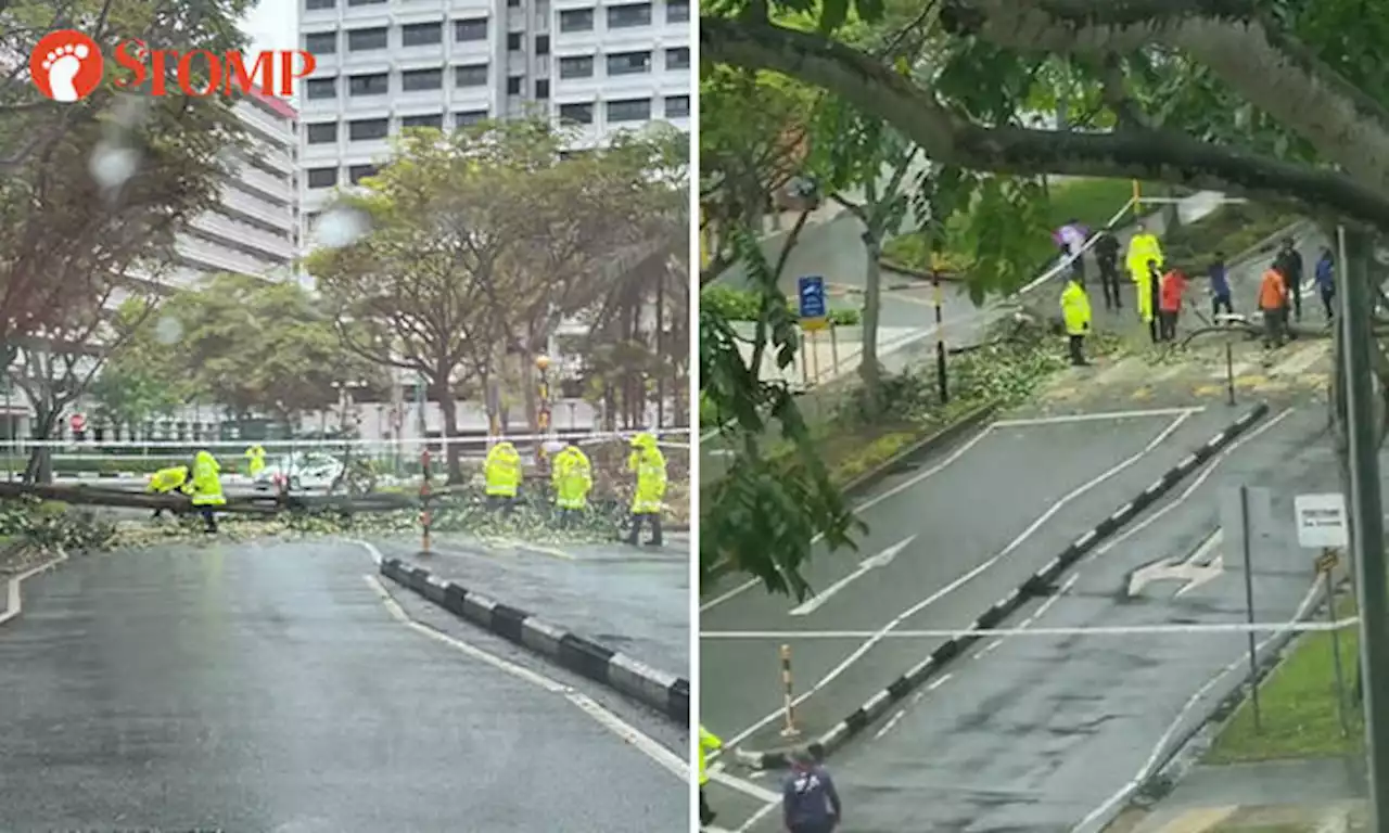 Driver stranded for an hour after tree falls across road at Pasir Ris Drive 4