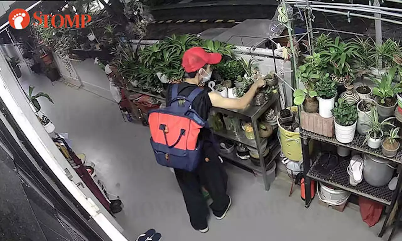 Woman spends 13 minutes taking plant items from outside Ang Mo Kio resident's home at 4.30am