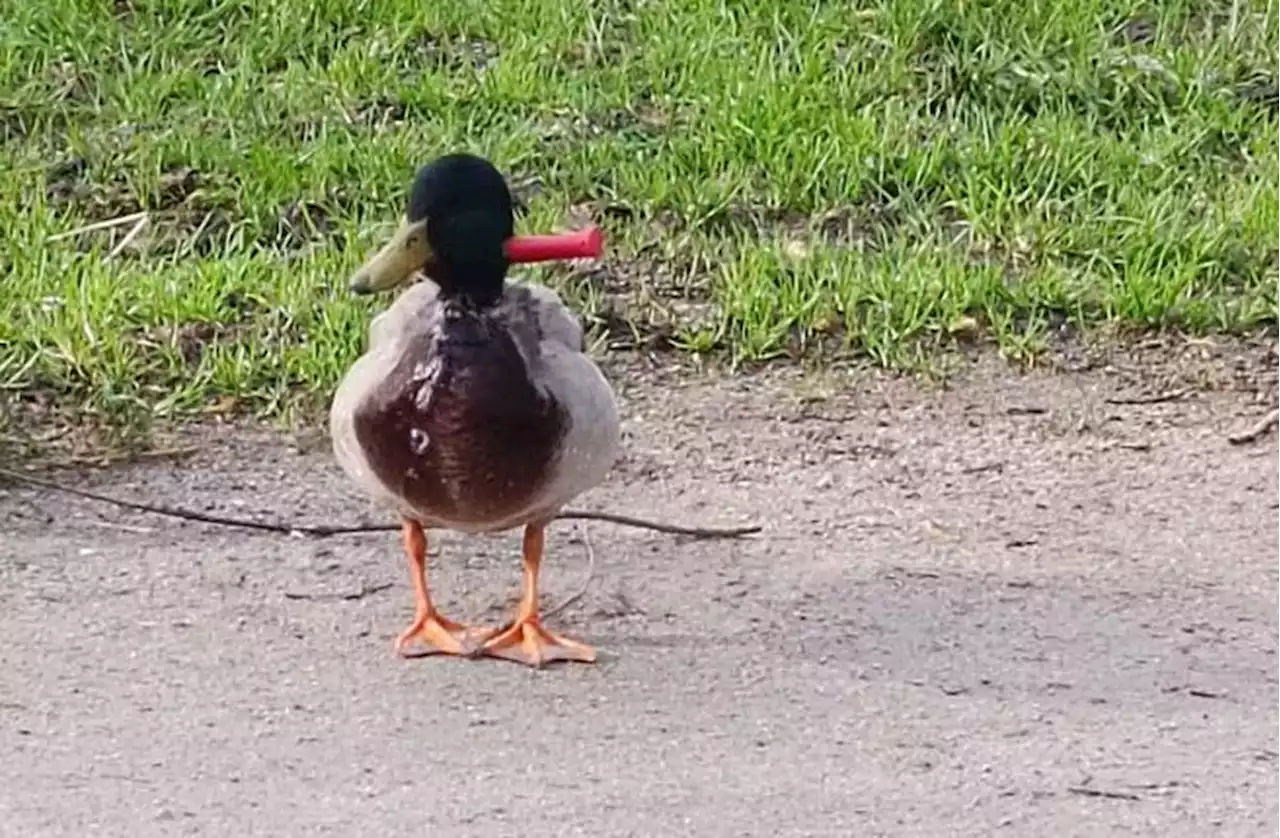 Le canard avec le couteau planté dans le cou a été sauvé