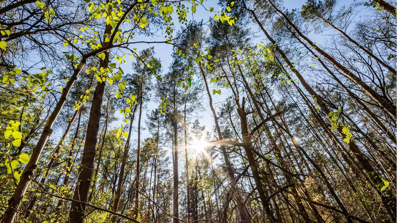 Jedes Jahr 300.000 neue Bäume: Der Berliner Wald ist krank – und wächst trotzdem