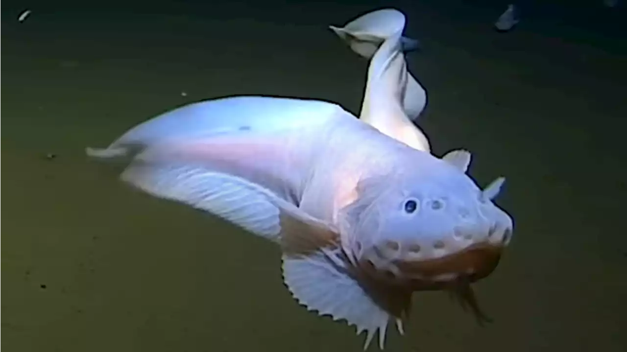 Scientists Find Weird Fish at Deepest Depth Ever Recorded