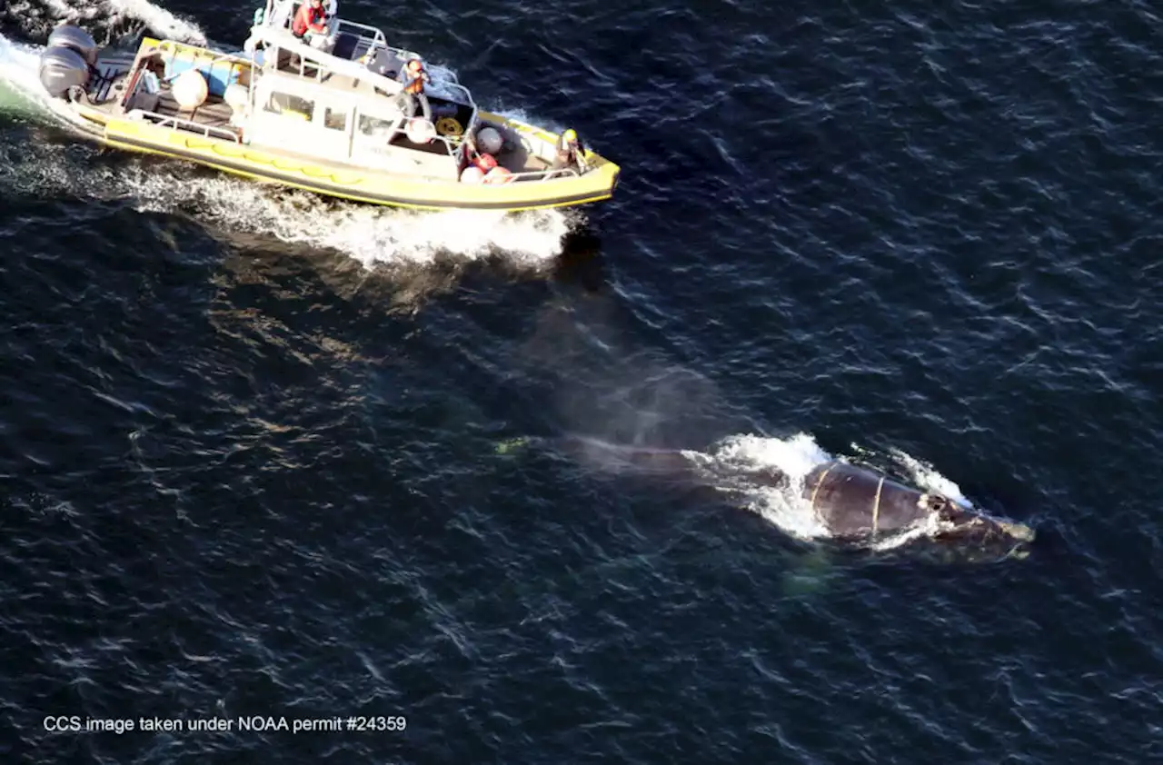 Scientists attempting to free entangled right whale in Cape Cod Bay