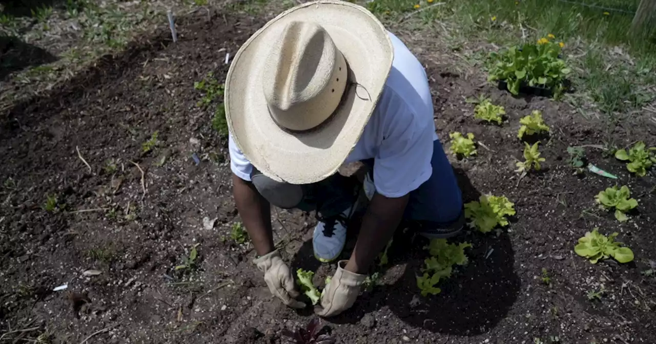 Indianapolis Public Library's Seed Service offers free vegetable and flower seeds for at-home gardens