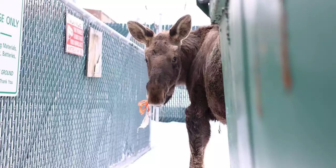 Man saves moose from choking on a plastic bag in Alaska