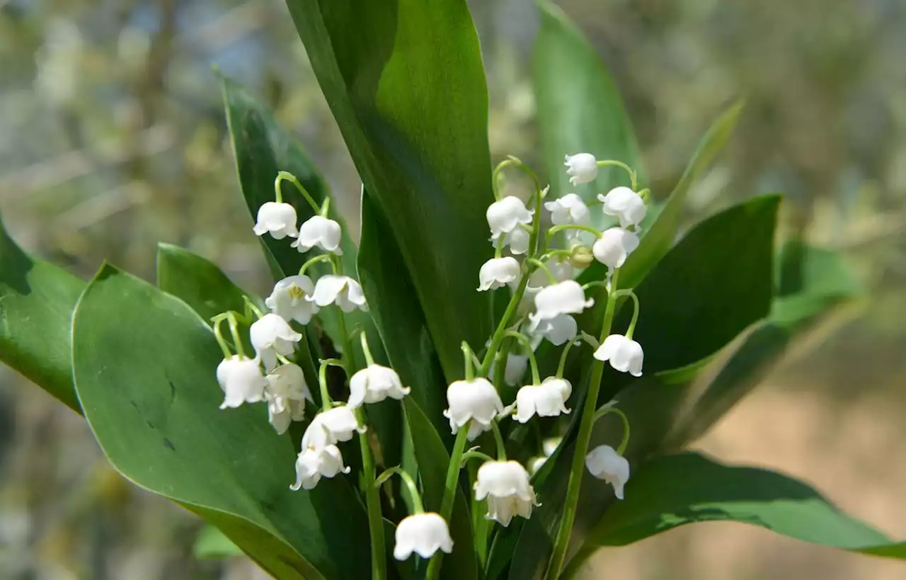 Pourquoi offre-t-on du muguet le 1er mai ?