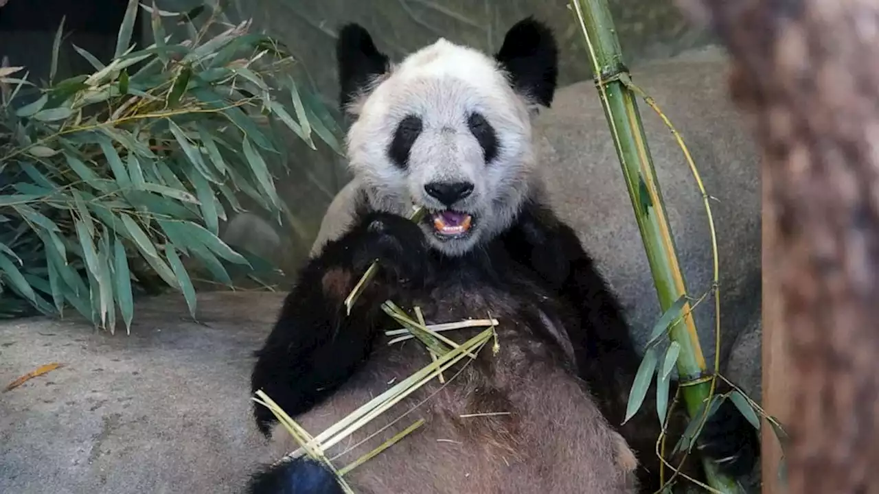 Ya Ya the giant panda heading to China after 20 years in US