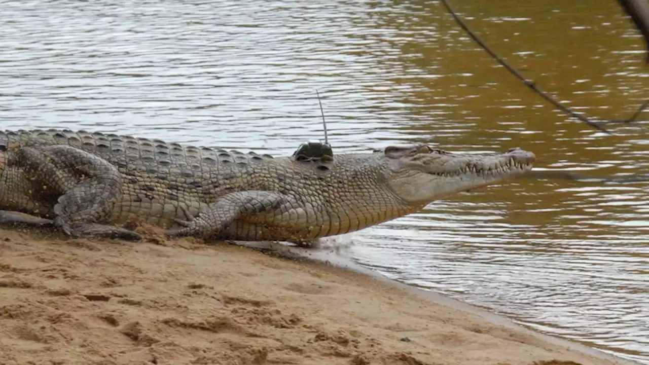 Fears missing fisherman taken by crocodile in remote Far North Queensland