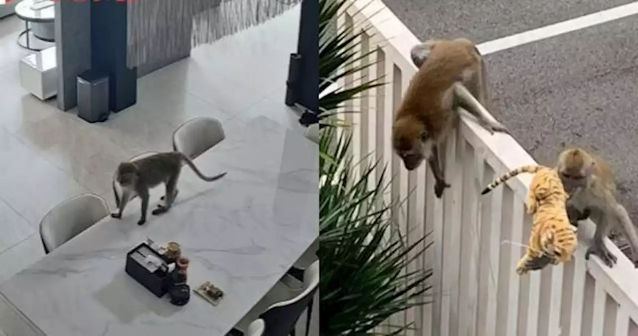 'Residents are prisoners in their own homes': Woman living in Bukit Timah neighbourhood says monkeys raid for food