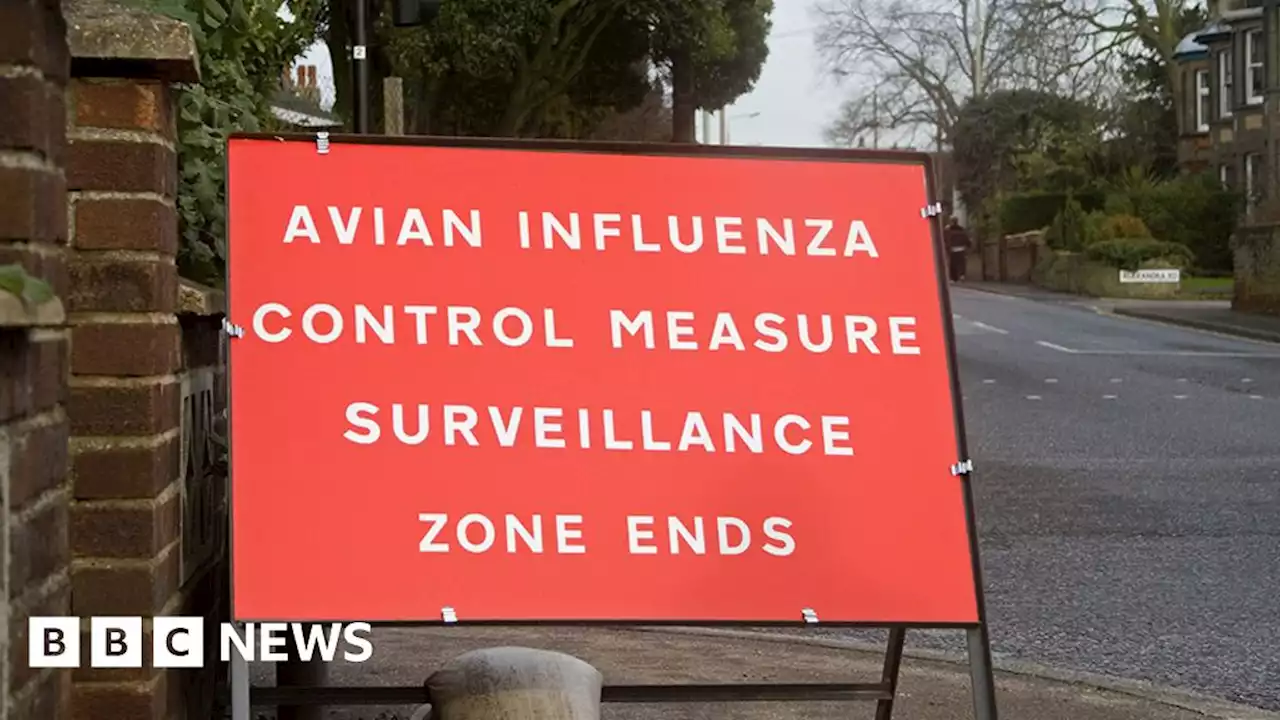 Bird flu: Restrictions in place after South Yorkshire outbreak