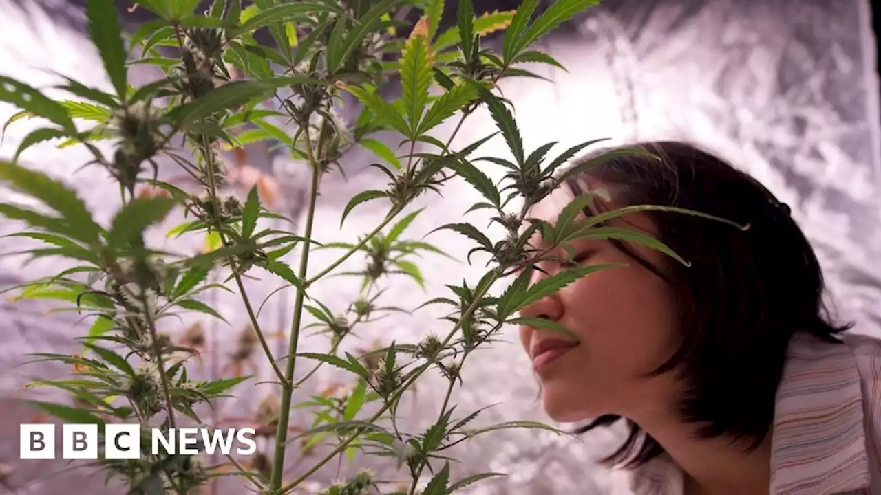 Thailand: Southeast Asia's 'weed wonderland'