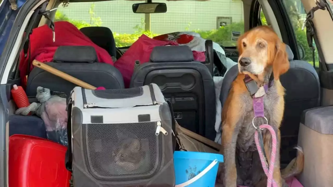 Dans la Manche, des personnes ont créé les restos du cœur pour les animaux