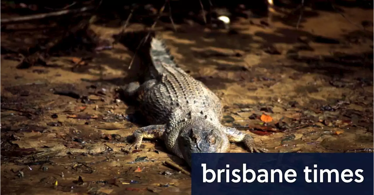 Fisherman feared dead after crocodile attack