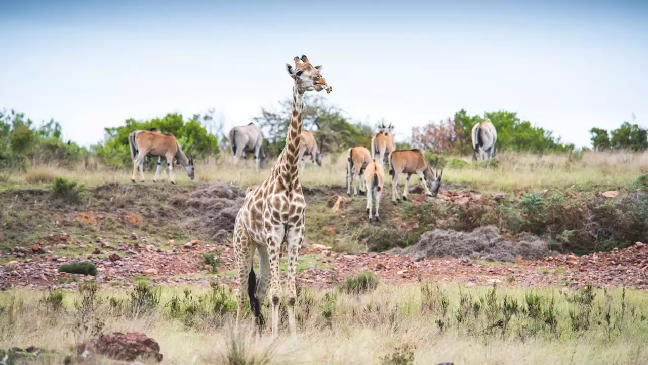 A three-day Pioneer Trail, walk where the Big 5 roam free