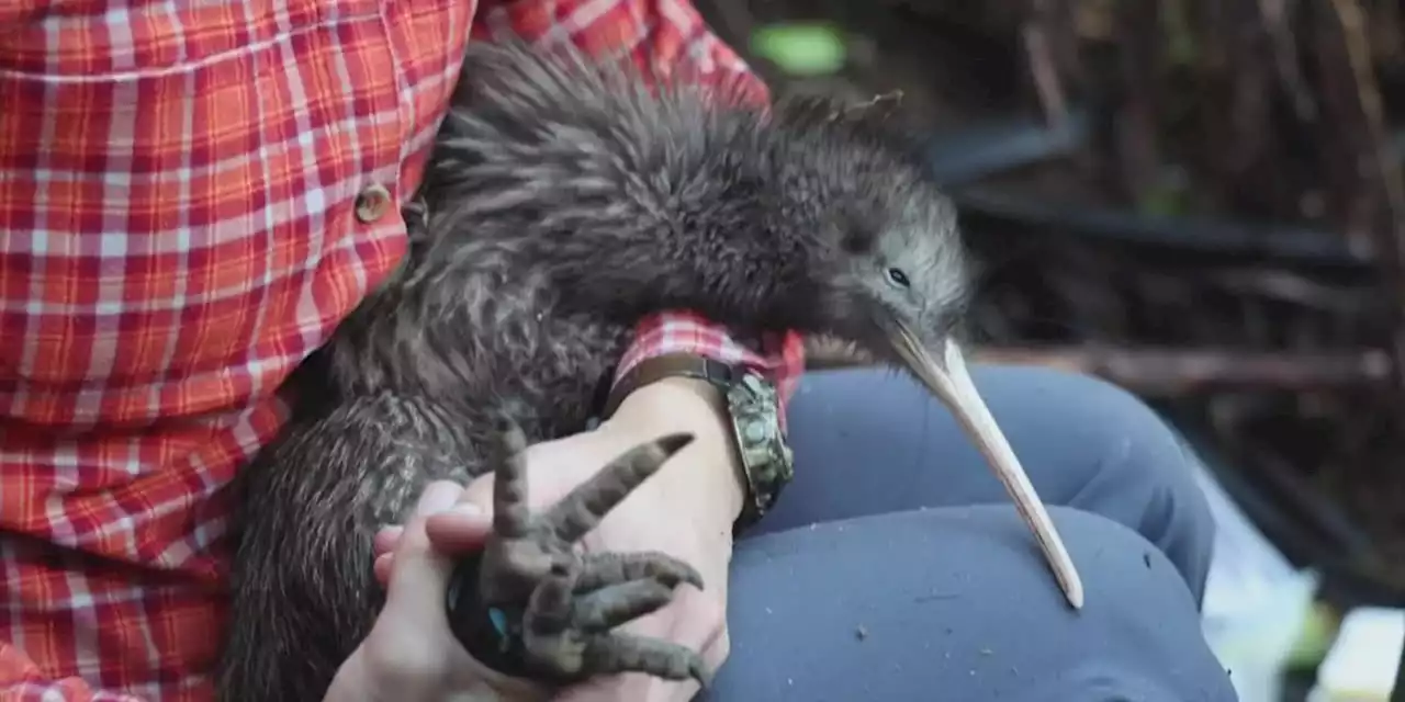 New Zealand increases efforts to save its national bird