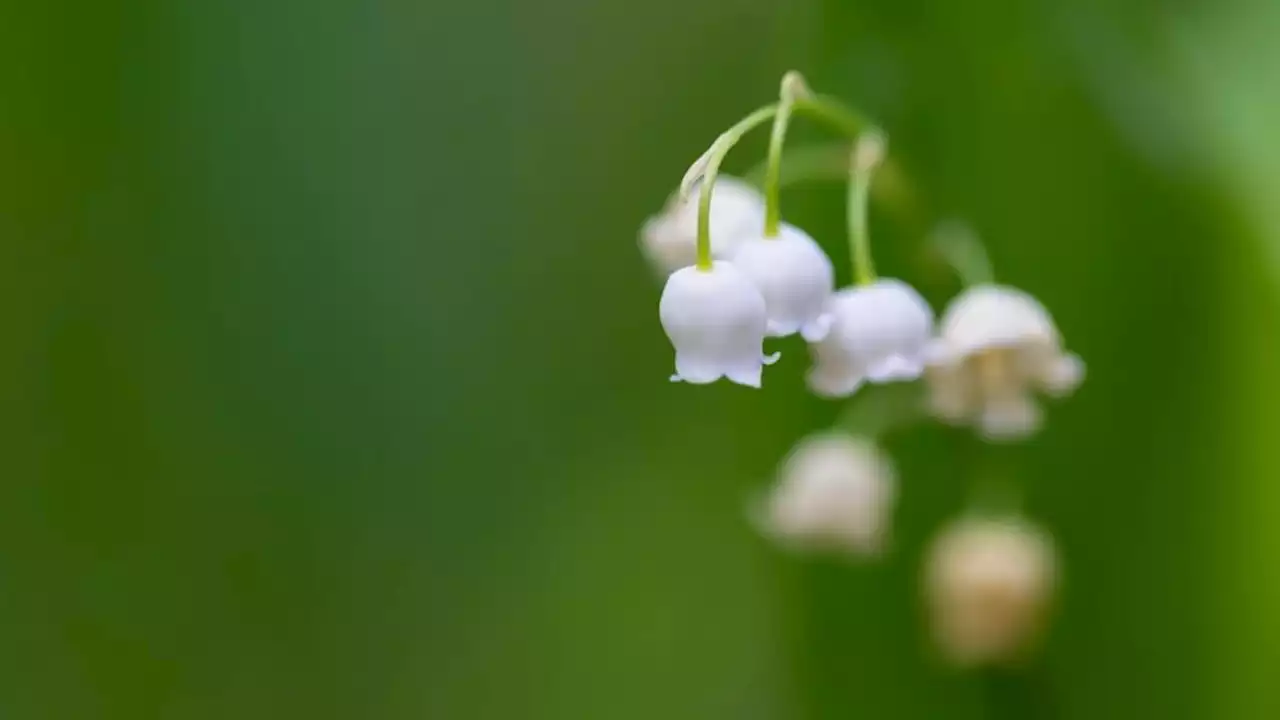 Pourquoi offre-t-on du muguet le 1er mai ?