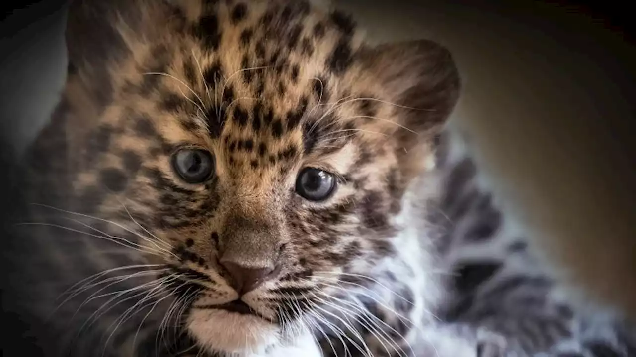 Two Amur leopard cubs born at Pittsburgh Zoo | CNN