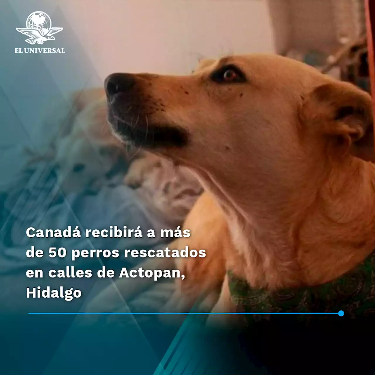 Canadá recibirá a más de 50 perros rescatados en calles de Actopan, Hidalgo